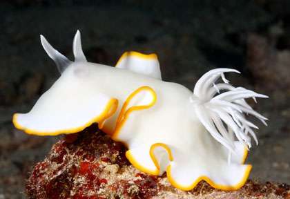 Nudibranche aux Iles Salomon