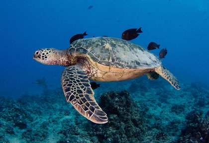 Tortue sous l’eau à Hawaii