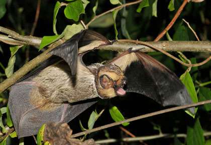 Chauve souris cendrée