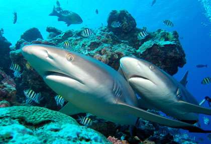 Requins dans le Pacifique