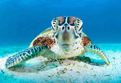 Tortue à l’île des Pins
