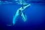 Tonga © Tonga Tourism, David Kirkland