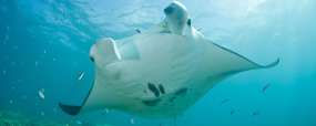 Yap © Shutterstock - Ethan Daniels