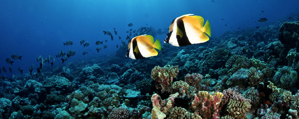 Fakarava © Dive Spirit
